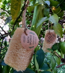 Luffa Sponge